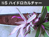 ハイドロカルチャー