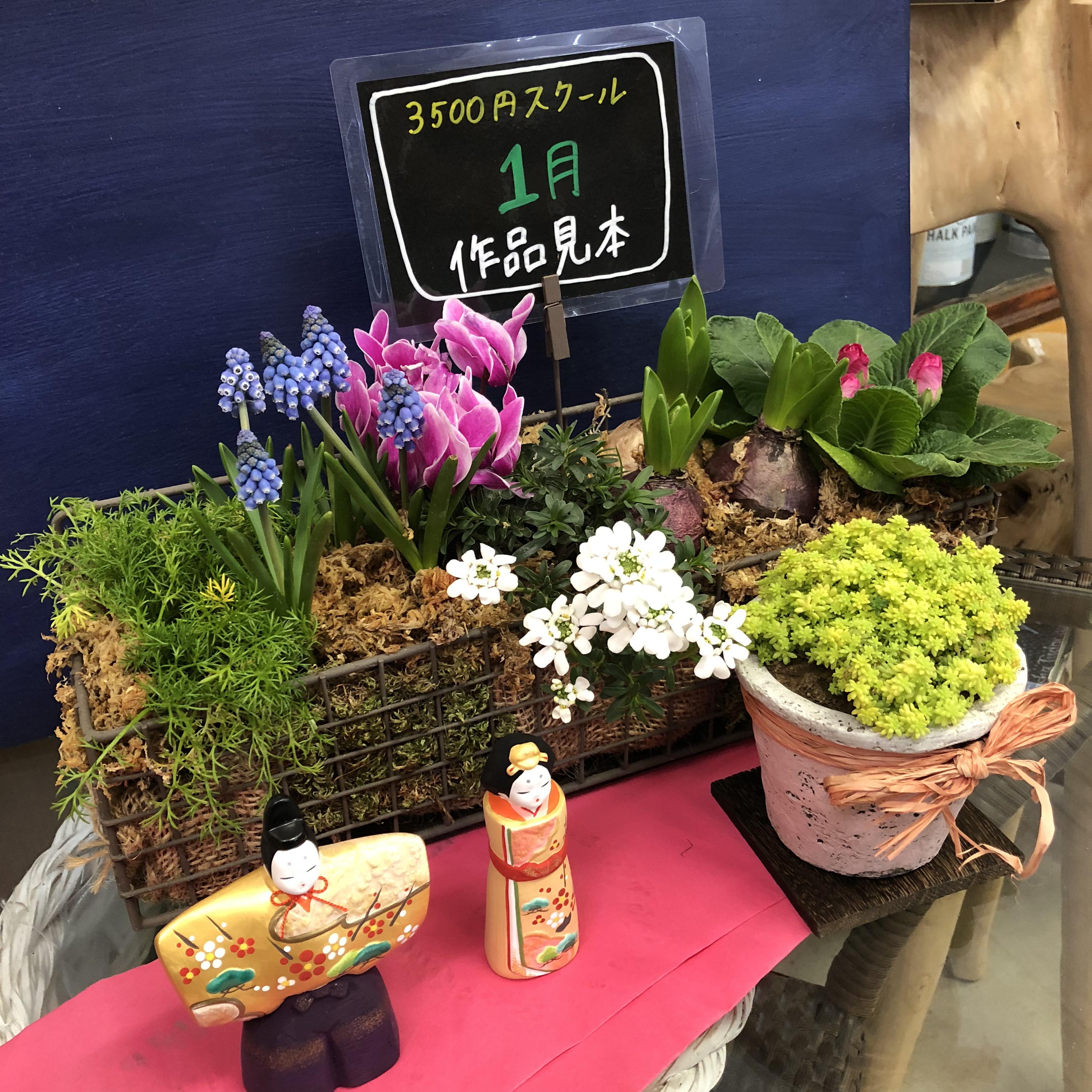 寄植え 1月の寄せ植え教室 ｜ 外構エクステリア＆ガーデン専門店 グリーングラス