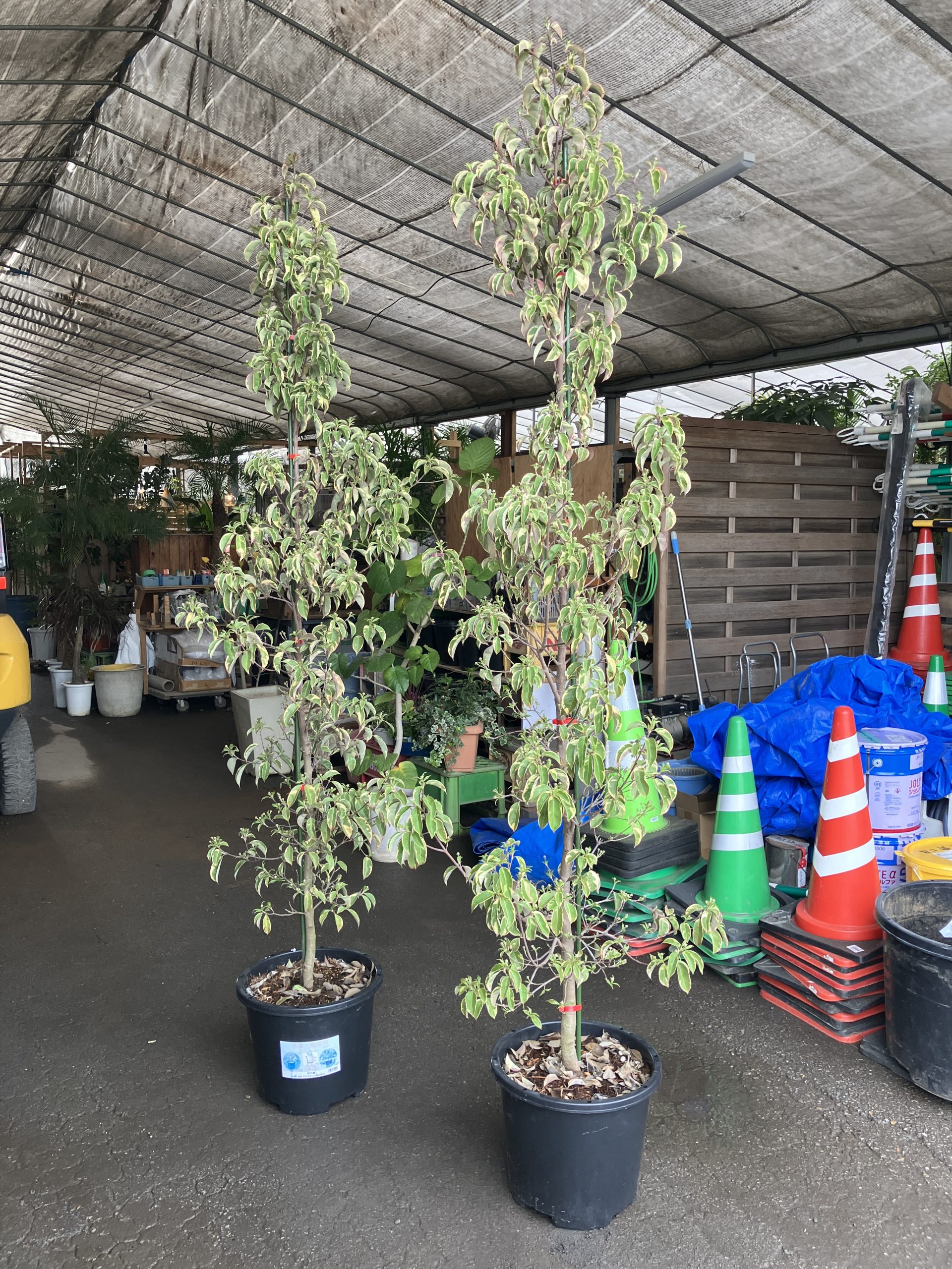 最新品種！斑入り常緑ヤマボウシ 彩月 ｜ 外構エクステリア＆ガーデン