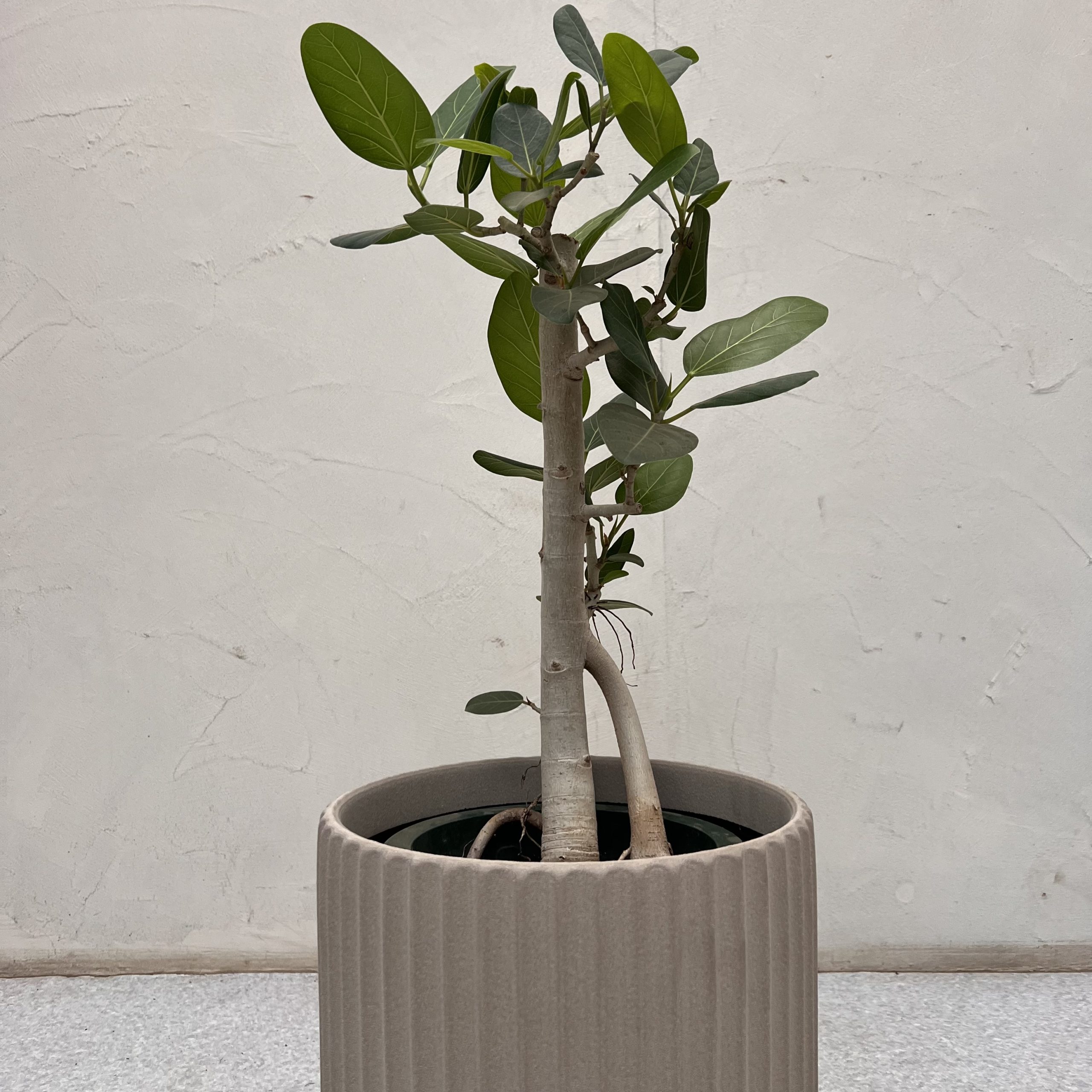 フィカス 幹柄おしゃれな ベンガレンシス 空間 インテリア 緑 観葉植物