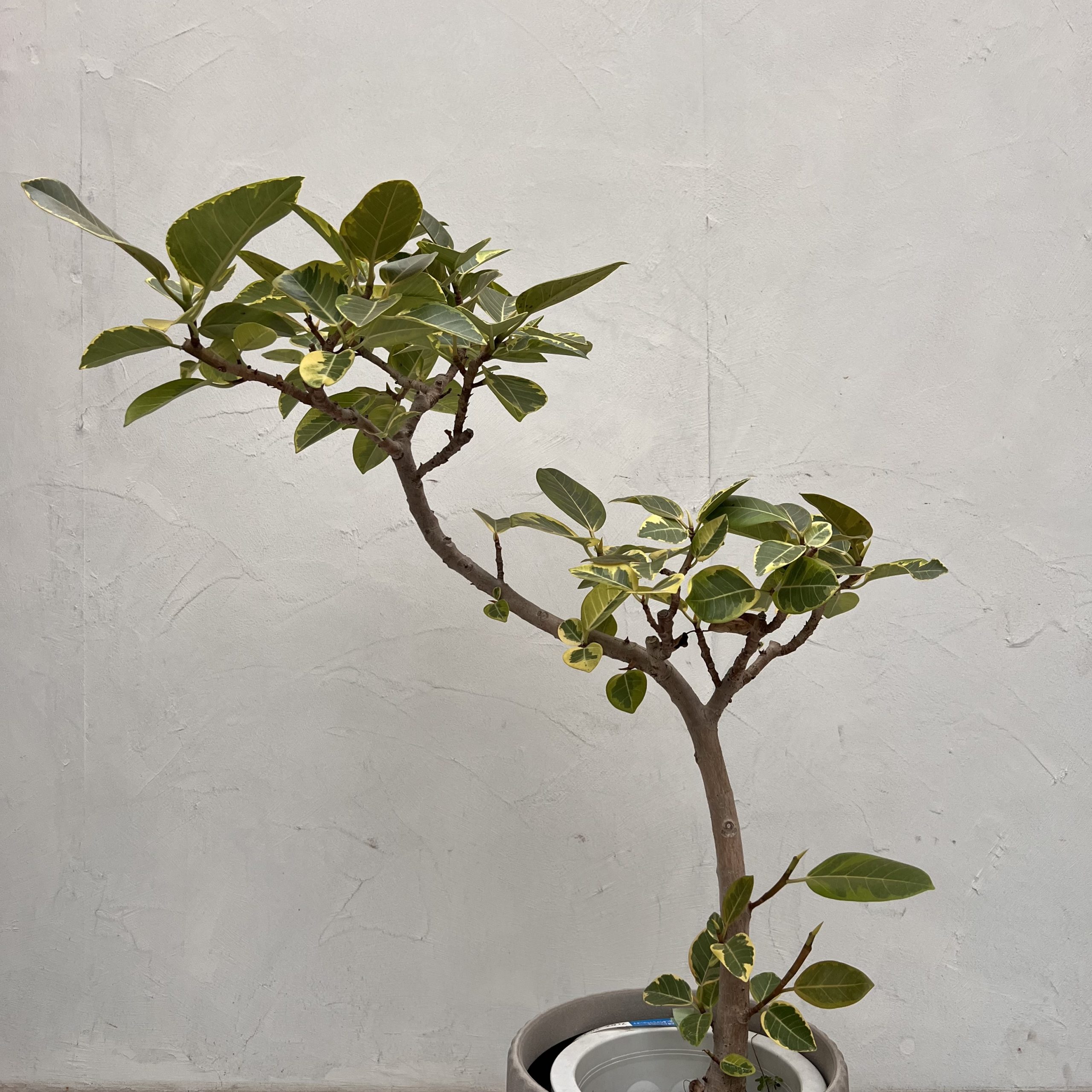 🌿【フィカス・アルテシマ】鮮やかな斑入り葉が魅力の、陽気なフィカス