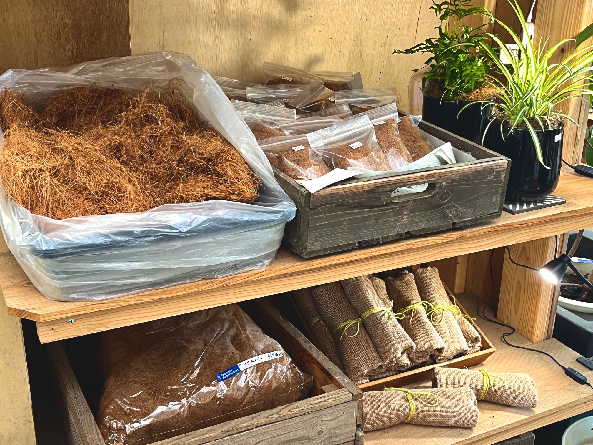 その他観葉植物 cozy COZYの庭 indoorgreen /熊本市東区の観葉植物屋さん/ガーデン