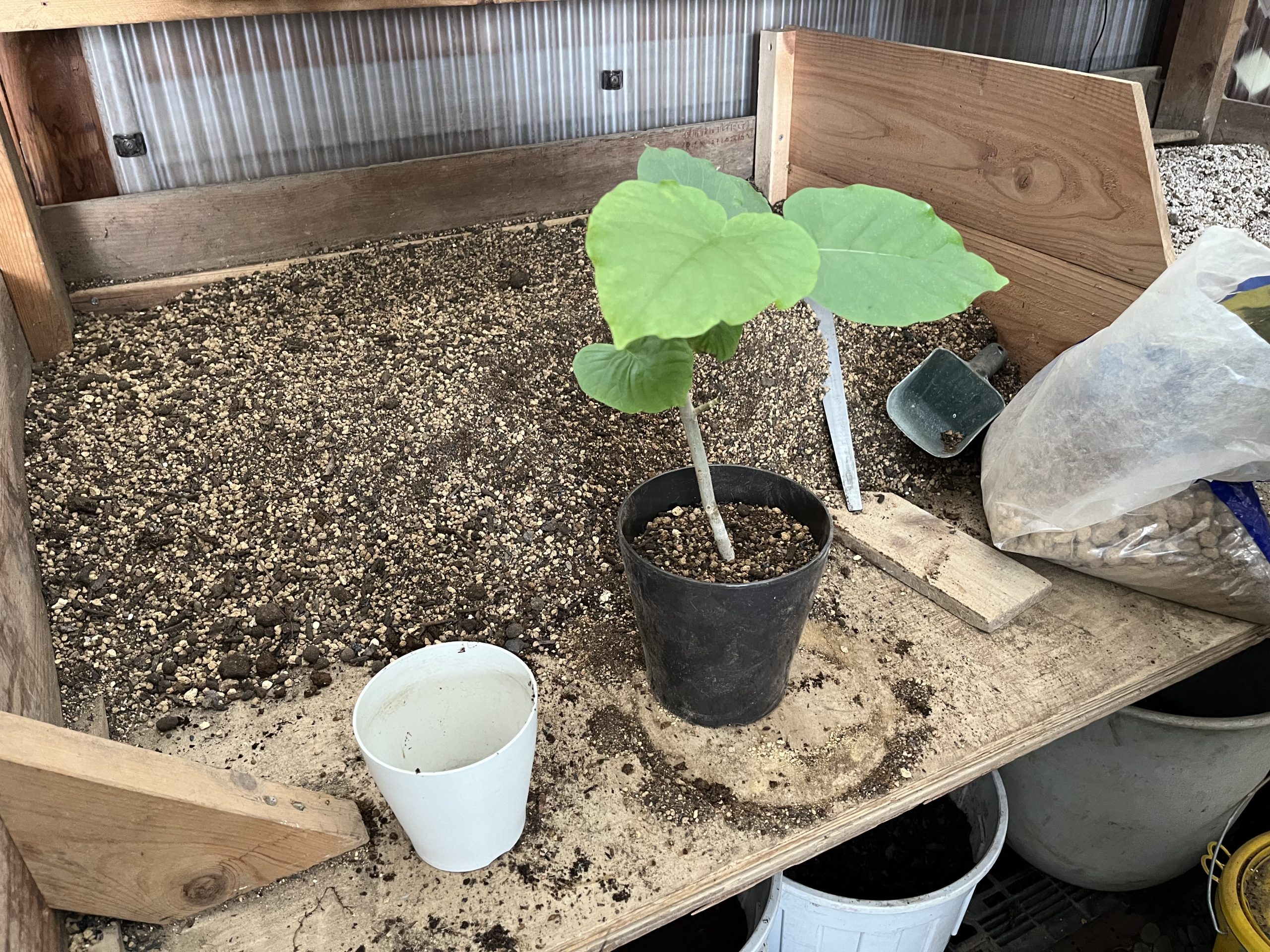 ウンベラータの植え替え ｜ 外構エクステリア＆ガーデン専門店