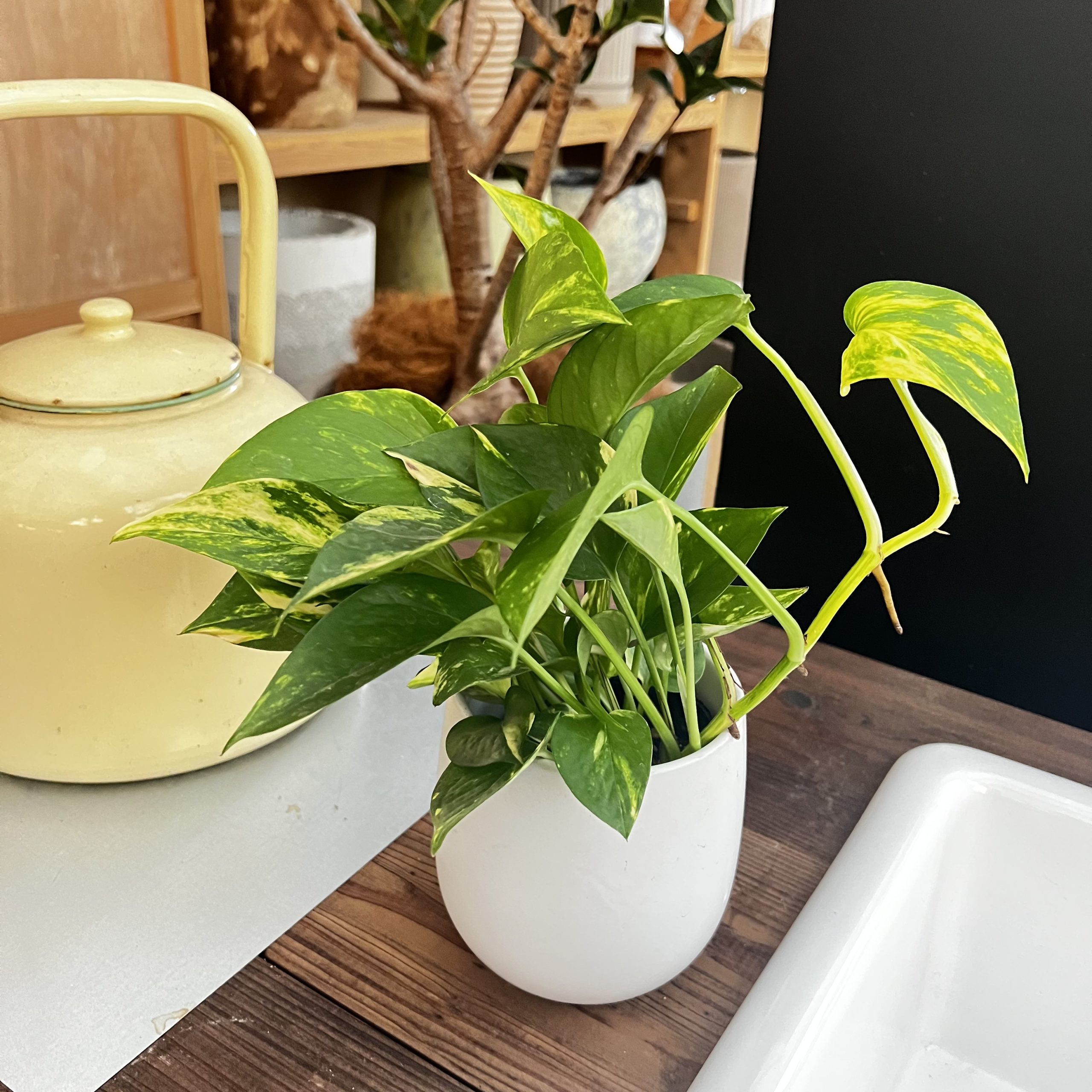🌿【初心者向け】ポトスの魅力と育て方｜丈夫で育てやすい定番グリーン