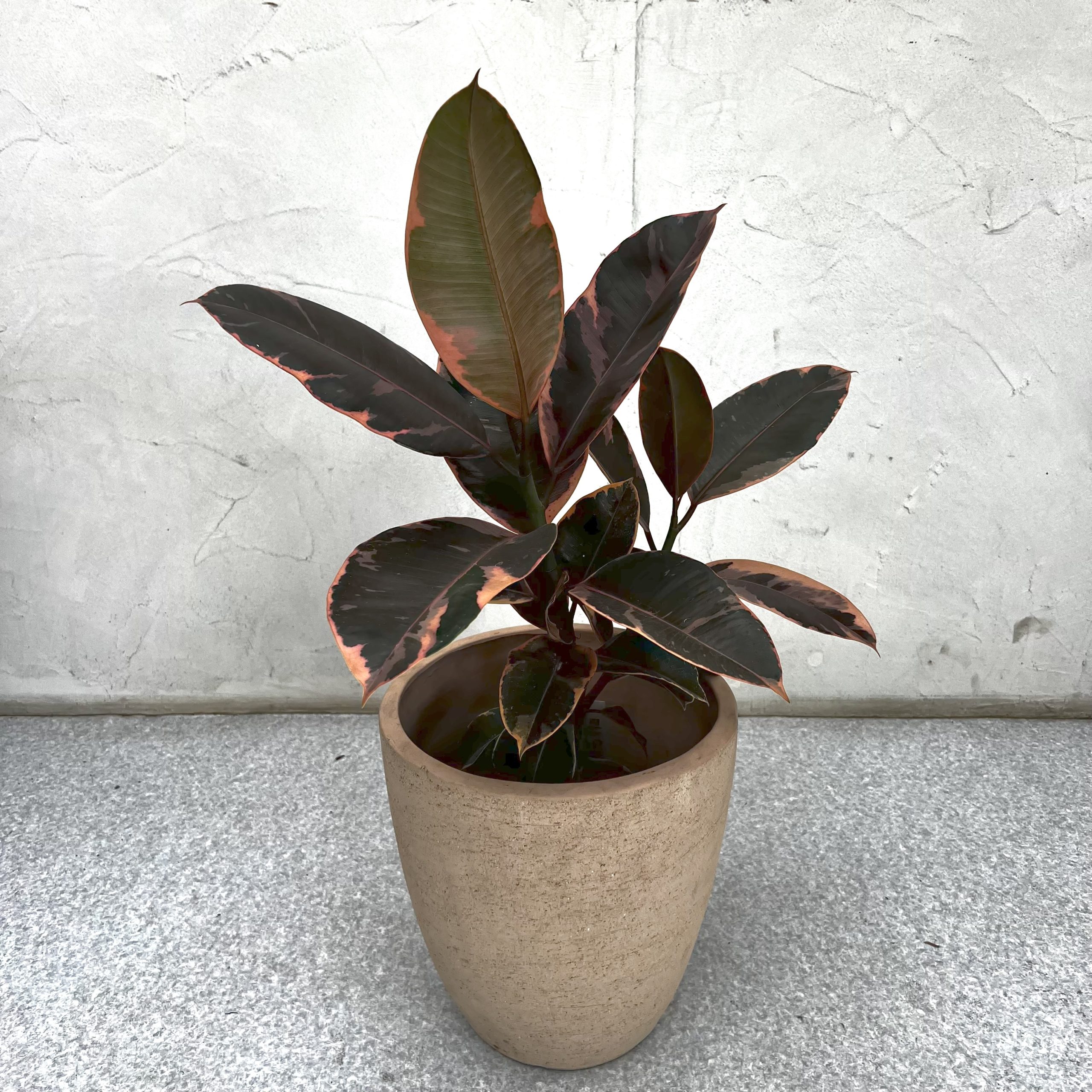 🌿【華やかなカラーリーフ】フィカス・ルビーの魅力と育て方｜ピンク