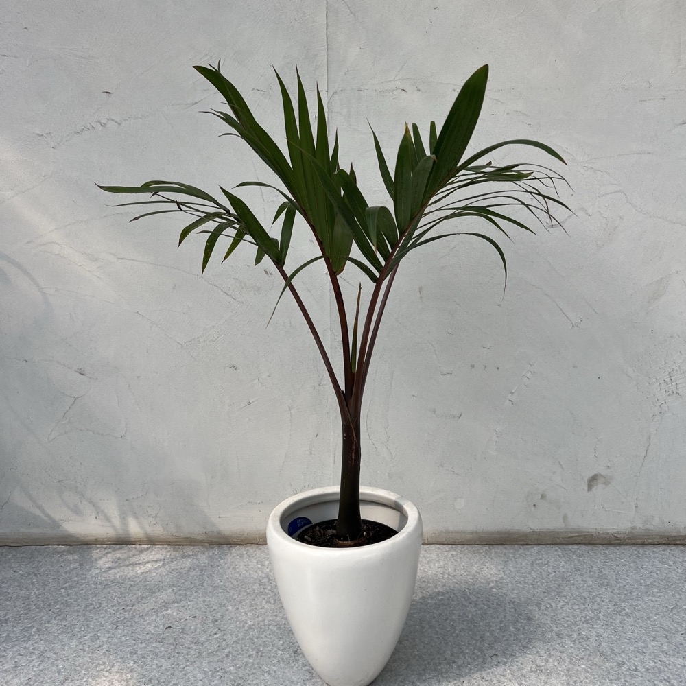 🌴【南国気分を楽しむ】トックリヤシの魅力と育て方｜ユニークな幹と