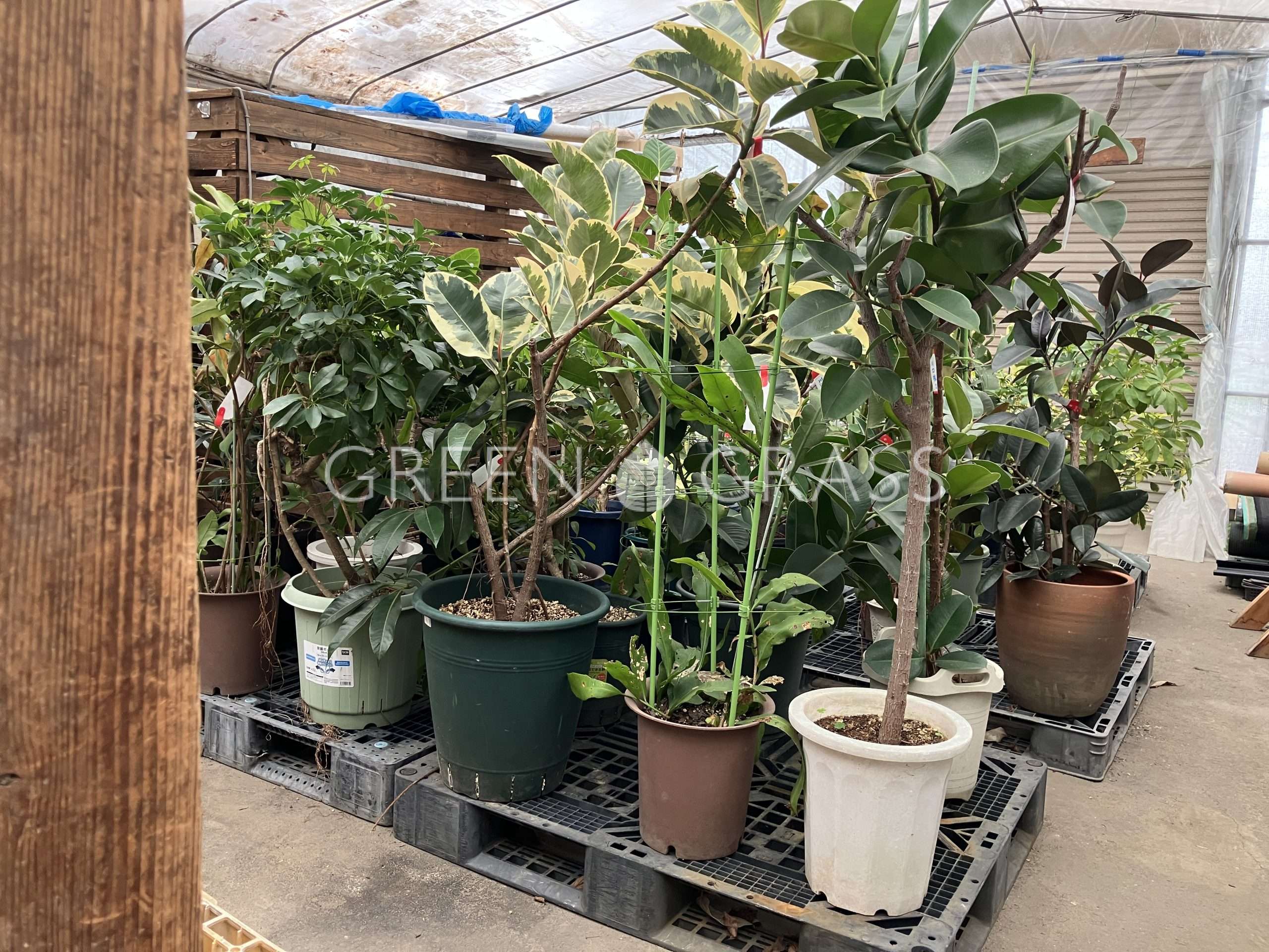 観葉植物一時お預かりサービス【見積り無料】 ｜ 外構エクステリア 